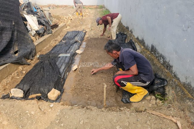 Warga Binaan Lapas Pangkalpinang Hidupkan Lahan Idle dengan Budidaya Sawi 