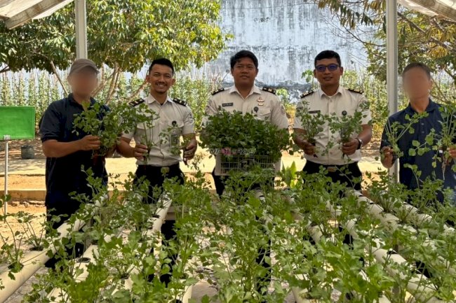 Produktifkan Lahan, Lapas Banjarbaru Panen 200 Netpot Seledri Hidroponik