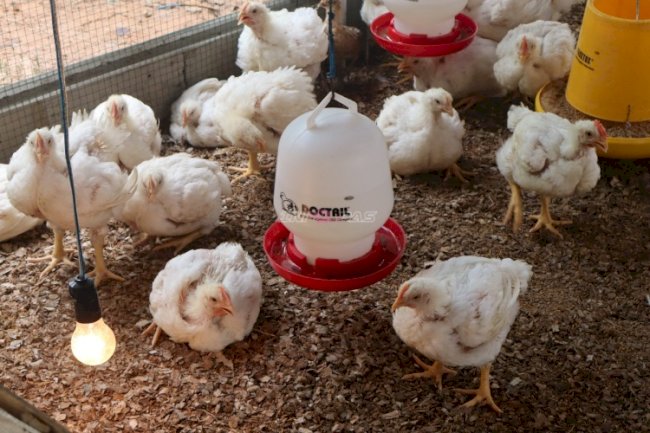 Pembinaan Kemandirian Berbuah Hasil, Lapas Amuntai Panen 17 Ekor Ayam Pedaging