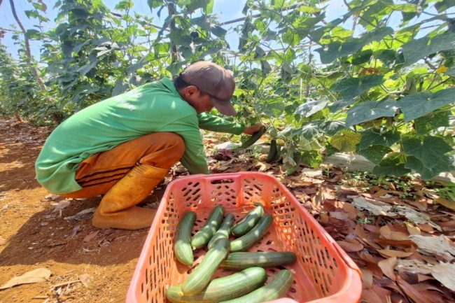 Panen 40 Kilogram Timun, Rutan Pelaihari Perkuat Pembinaan Kemandirian Warga Binaan
