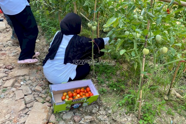 Panen 75 Kg Tomat dan Terong, Rutan Unaaha Dorong Warga Binaan Aktif Bertani