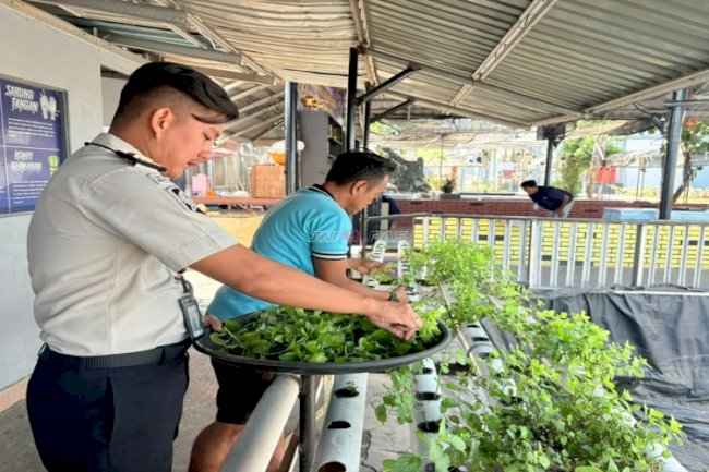 Tetap Produktif di Musim Kemarau, Lapas Narkotika Karang Intan Panen Mint untuk Produksi Teh Mint Laskarin