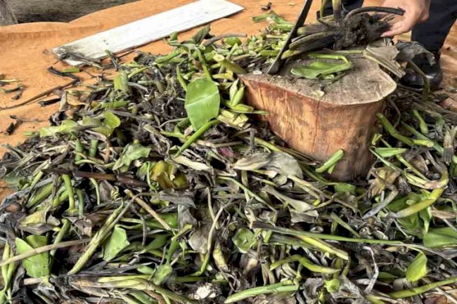 Dari Gulma Jadi Berdaya, Lapas Amuntai Olah Eceng Gondok Sisa Panen Patin Jadi Bokashi