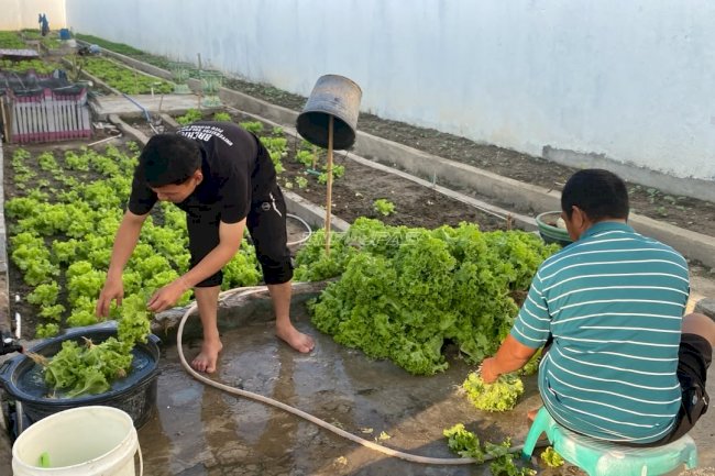 Dukung Ketahanan Pangan, Rutan Majene Suplai 30 Kilogram Selada ke Dapur MBG