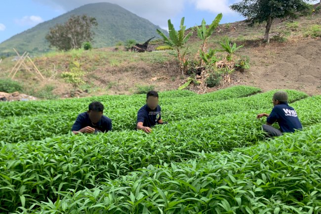Lapas Bandanaira Manfaatkan Lahan SAE untuk Dorong Kemandirian Warga Binaan
