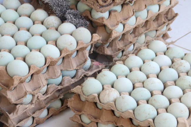 Warga Binaan Perempuan Rutan Pelaihari Asah Kemandirian, Telur Asin Jadi Bekal Produktif
