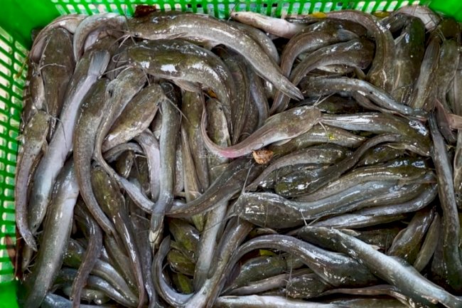 Panen 26 Kilogram Lele, Bukti Produktivitas Warga Binaan Lapas Kotabaru