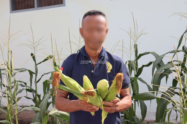 Ubah Lahan Kosong Jadi Produktif, Lapas Ambon Panen 50 Kg Jagung