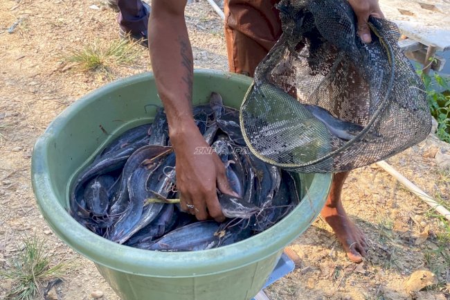 Panen Lele Capai 45 Kg, WBP Rutan Unaaha Tunjukkan Hasil Pembinaan Produktif