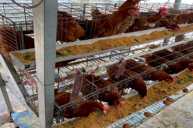 Belajar Mandiri Pangan dengan Kegiatan Ternak Ayam Petelur di Lapas Perempuan Palembang