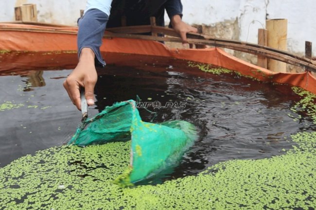 Lapas Batulicin Panen Azolla, Dorong Kemandirian Pakan dan Tekan Biaya Ternak