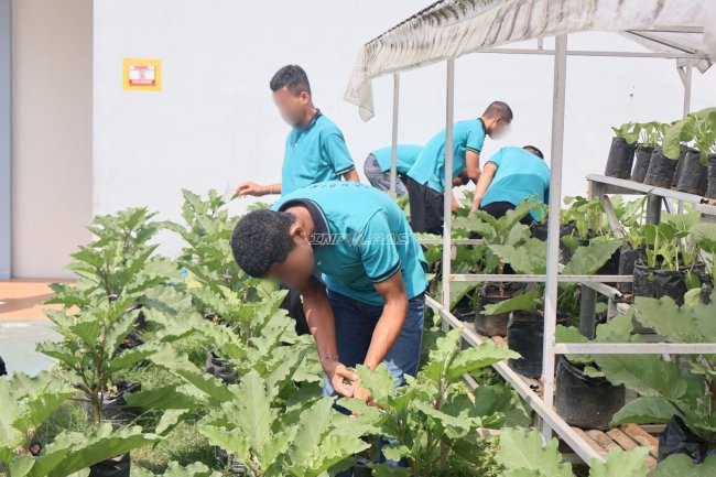 LPKA Ambon Latih Anak Binaan Budi Daya Terung