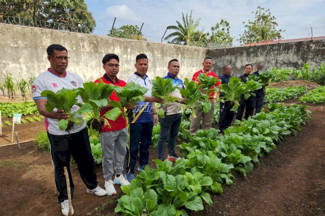 Panen 29 Kg Sawi, Lahan SAE Lapas Tual Makin Produktif