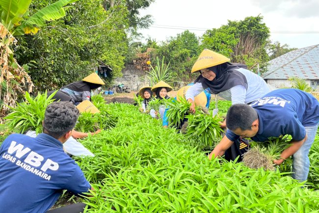 Kemarau Panjang Tak Surutkan Semangat, Lapas Bandanaira Panen 50 Ikat Kangkung dari Lahan SAE