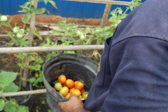 Panen Beragam Hasil Kebun, Lapas Amuntai Petik Tomat, Pare, dan Kangkung