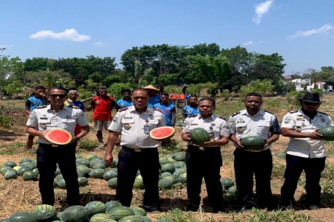 Panen 2,5 Ton Semangka, Lapas Atambua Buktikan Keberhasilan Pembinaan Kemandirian Warga Binaan