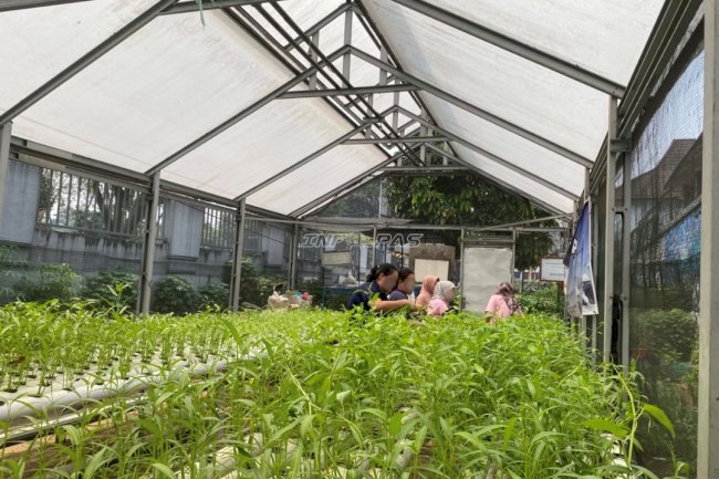 Lahan Produktif Lapas Perempuan Palembang Hasilkan 20 Ikat Kangkung