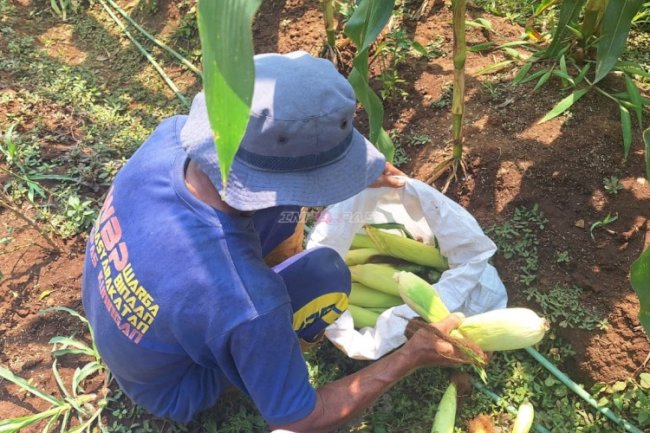 Lapas Kuningan Buktikan SAE Produktif Hasilkan 300 Kg Jagung