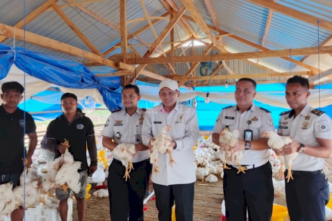 Kanwil Ditjenpas Sultra Panen 1,6 Ton Ayam Pedaging di SAE Nanga-Nanga Rutan Kendari