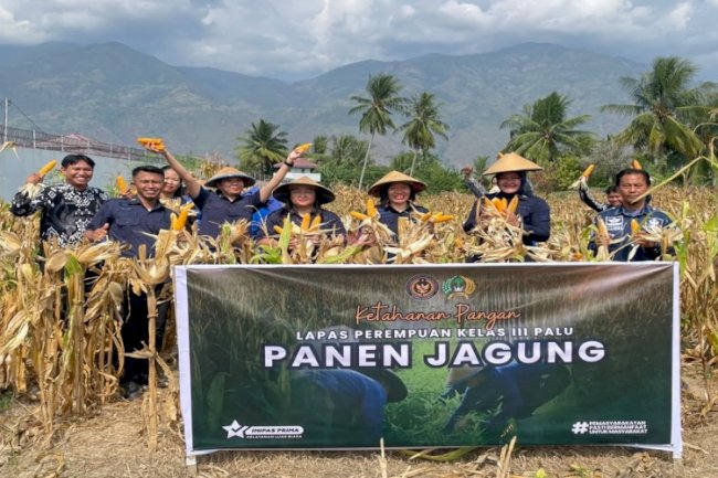 Warga Binaan Produktif, Lapas Perempuan Palu Sukses Panen Satu Ton Jagung 