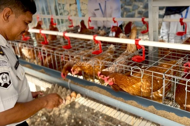 Panen Perdana Budi Daya Ayam Petelur, Warga Binaan Lapas Kotabaru Hasilkan 29 Butir Telur