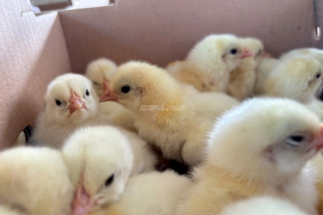 Perkuat Budi Daya Ayam Pedaging, Lapas Amuntai Tambah 100 DOC