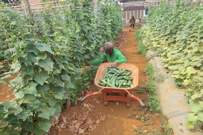 Panen 18 Kilogram Timun, Warga Binaan Rutan Pelaihari Asah Keterampilan Bertani