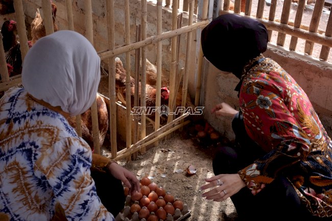 Budi Daya Ayam Petelur Berbuah Hasil, Lapas Batulicin Panen 297 Butir Telur