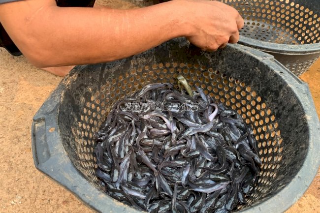 Pelajari Penyortiran Lele, Warga Binaan Lapas Tanjung Asah Keterampilan Perikanan