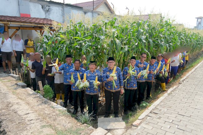 Lapas Malang Manfaatkan Brandgang, Panen Perdana Jagung Manis Capai 4 Kuintal