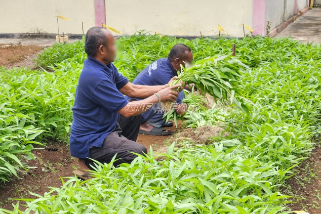 Lapas Tual Panen 24 Kilogram Kangkung Hasil Budi Daya Warga Binaan