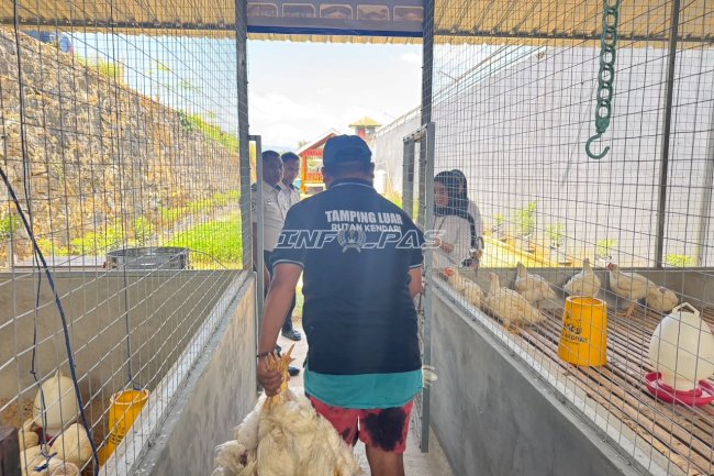 Asah Keterampilan Beternak, Warga Binaan Rutan Kendari Panen 250 Ekor Ayam Pedaging