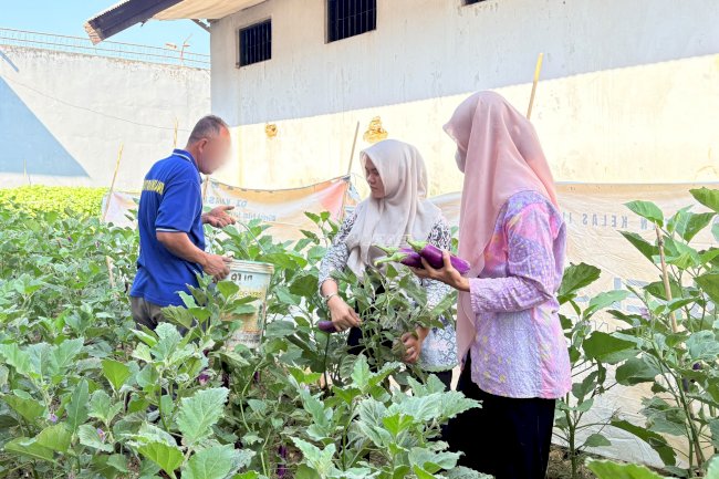 Rutan Unaaha Panen 4 Kg Terung dari Program Pembinaan Kemandirian