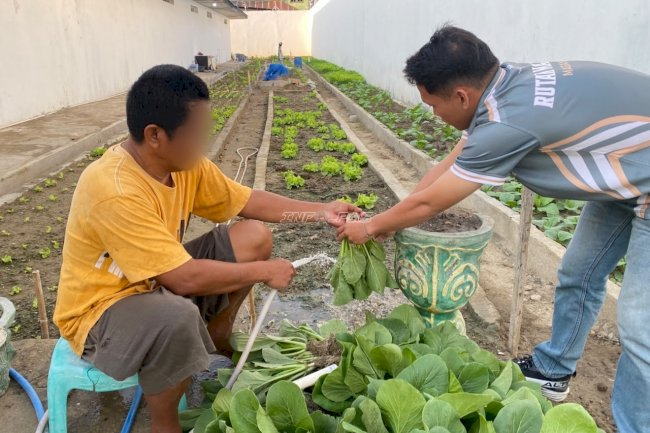 Rutan Majene Panen 23 Kg Sawi dan 16 Kg Kangkung di Area Brandgang
