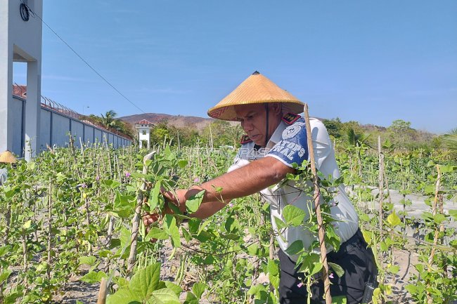 Senin Ceria, Lapas Namlea Panen Buncis dan Cabai Rawit