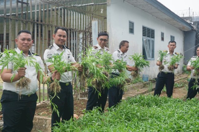 Lapas Tanjungpandan Penuhi Kebutuhan Warga Binaan melalui Panen 60 Kg Kangkung dari Lahan Brandgang