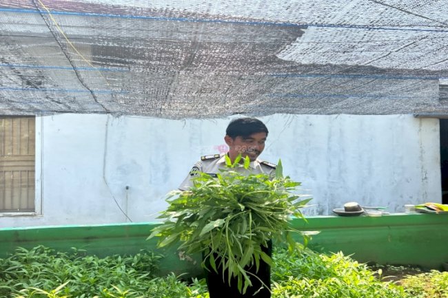 Panen Kangkung, Rutan Rantau Maksimalkan Lahan Terbatas Jadi Produktif