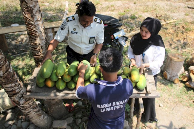 Panen 28 Pepaya California, Lapas Piru Kembangkan Kebun Kemandirian Warga Binaan