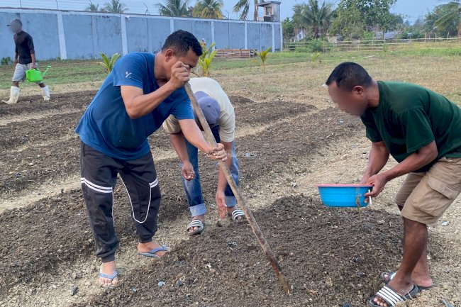Perkuat Ketahanan Pangan, Rutan Masohi Tanam dan Rawat Kacang Tanah di Lahan SAE