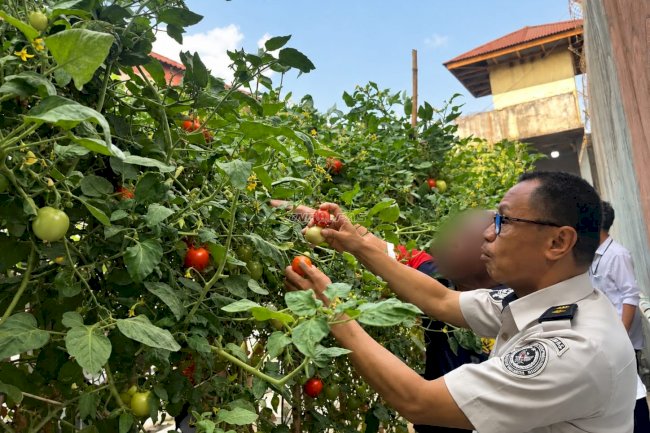 Geliat Kebun Lapas Wahai Pascakemarau, Panen 10 Kg Tomat Segar