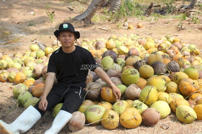 Panen 3.000 Buah Kelapa, Rutan Majene Produktifkan Lahan SAE