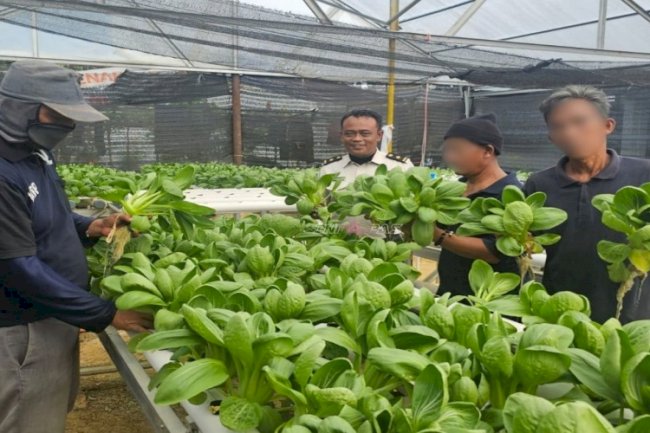 Panen 37 Kg Pakcoy, Lapas Pangkalpinang Siap Dipasarkan ke Mitra Acing Fresh