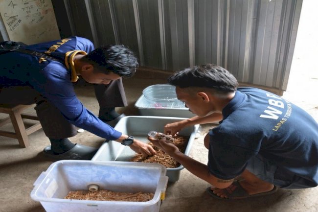 Kreatif dan Produktif, Lapas Terbuka Kendal Sulap Maggot Jadi Produk Bernilai Ekonomi