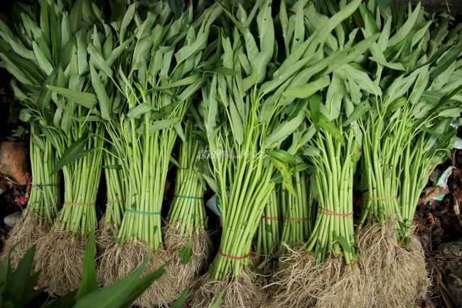 Panen 40 Ikat Kangkung, Lapas Piru Dorong Produktivitas Warga Binaan