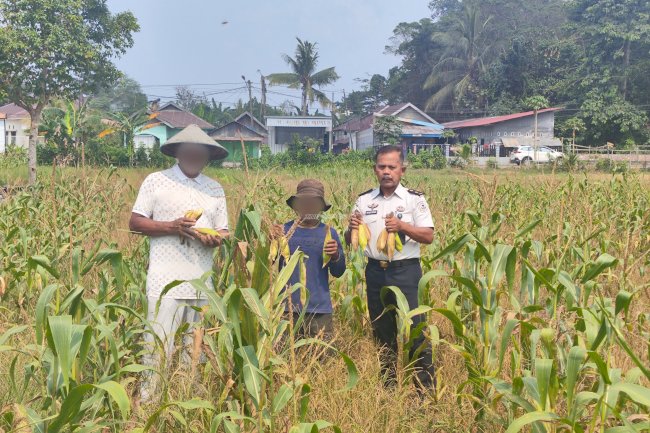 Dukung Ketahanan Pangan, Lapas Kendari Panen Jagung di Lahan Produktif