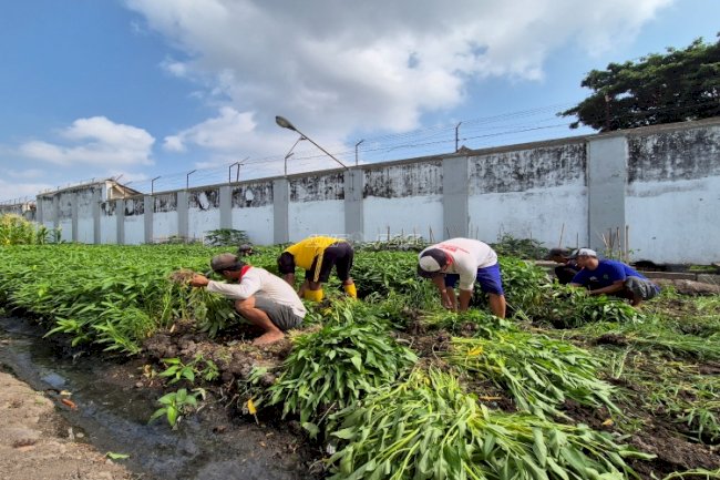 Brandgang Lapas Malang Terus Produktif, Warga Binaan Panen 224 Kg Kangkung