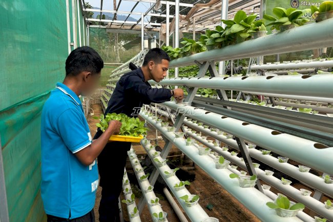 Budi Daya Sayuran Hidroponik, Lapas Kolonodale Bekali Warga Binaan Keterampilan Produktif