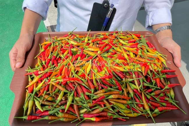 Manfaatkan Lahan Terbatas, Bapas Luwuk Panen 5 Kilogram Cabai dan 7 Ikat Pakcoy