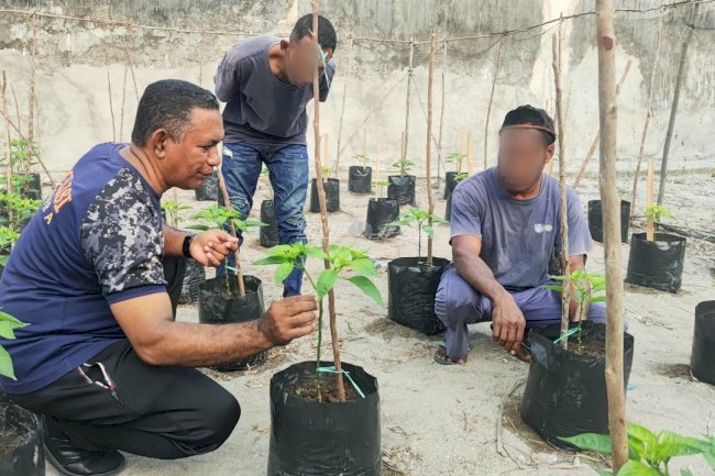 Lapas Geser Optimalkan Pembinaan Kemandirian lewat Budi Daya Cabai
