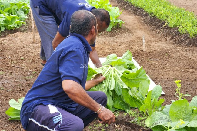 Lapas Tual Panen 27 Kilogram Sawi dari Lahan Asimilasi